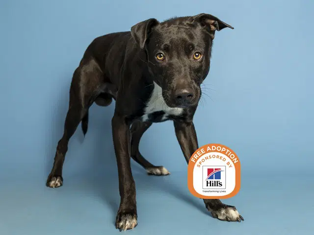 Murphy - American Pit Bull Terrier