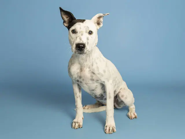 Frybread - American Pit Bull Terrier