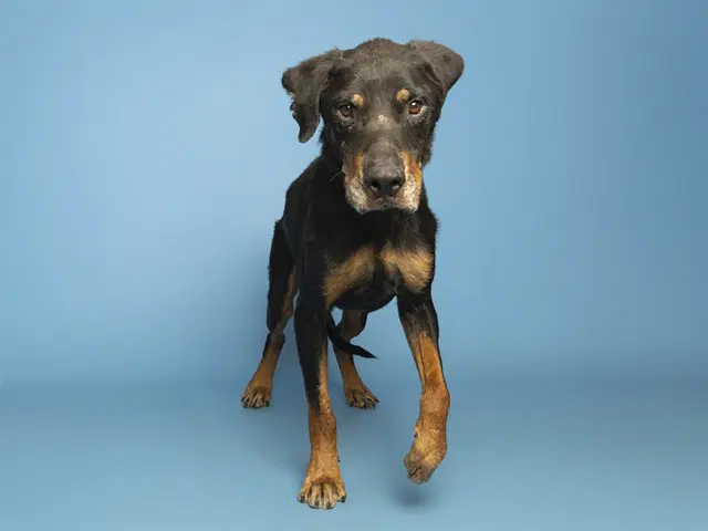 Candy Bar - Rottweiler