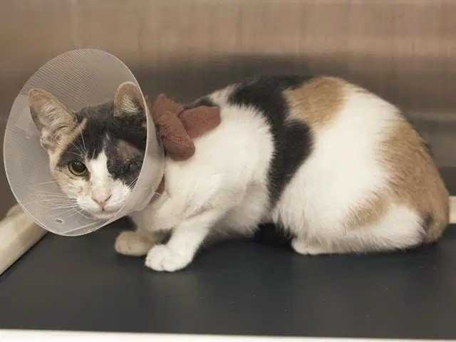 Bubbles - Domestic Short Hair