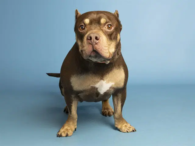 Harry - American Pit Bull Terrier
