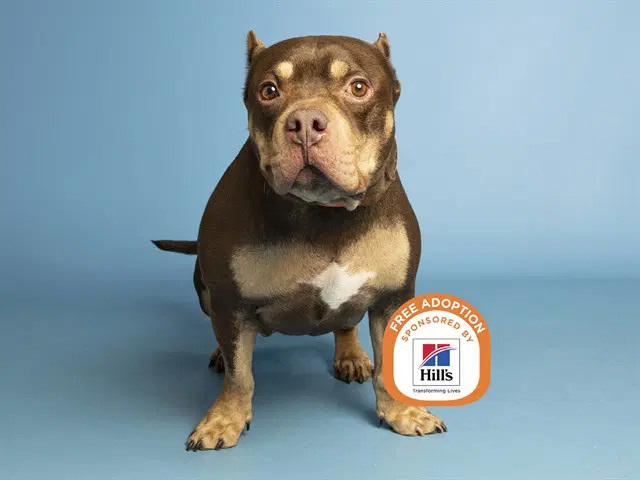 Harry - American Pit Bull Terrier