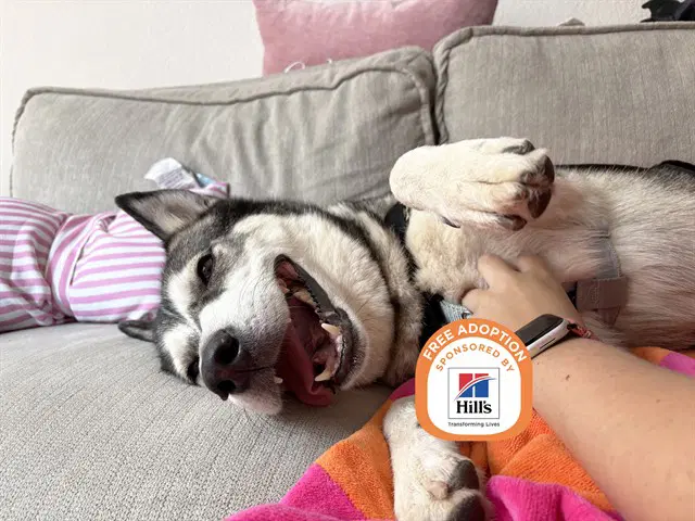 Milo - Husky