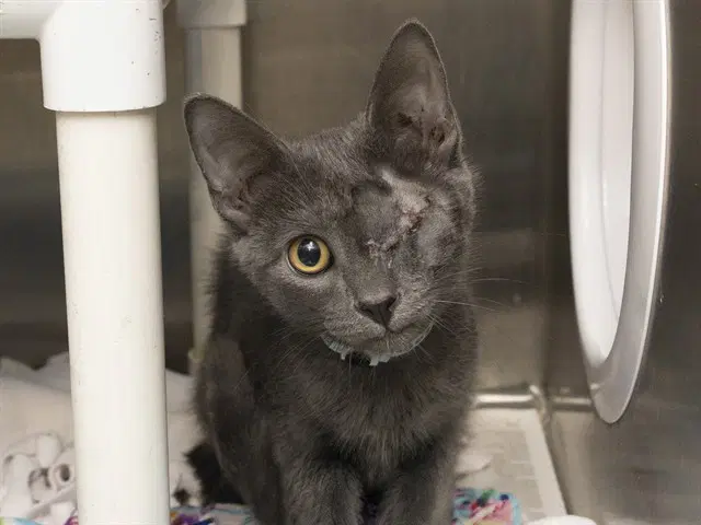 Jiro - Domestic Short Hair