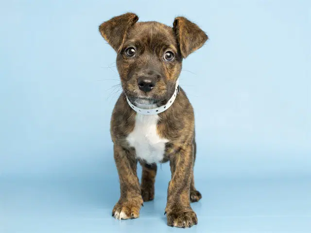 Tbone - American Pit Bull Terrier
