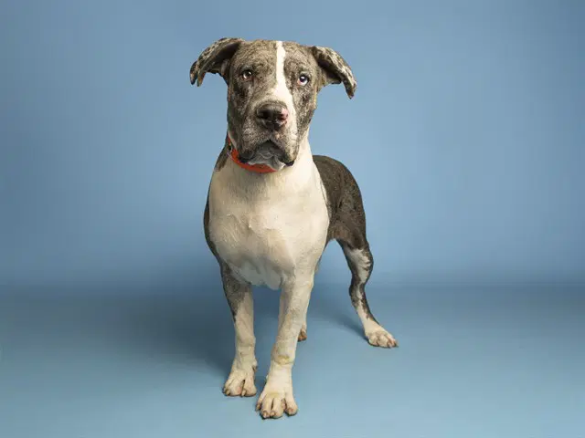Rose - Cane Corso Mastiff