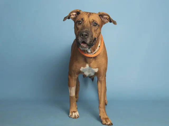 Stella - American Pit Bull Terrier