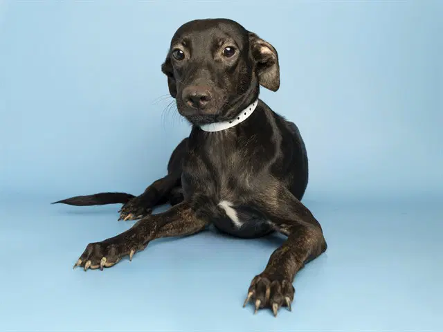 Quiche - American Pit Bull Terrier