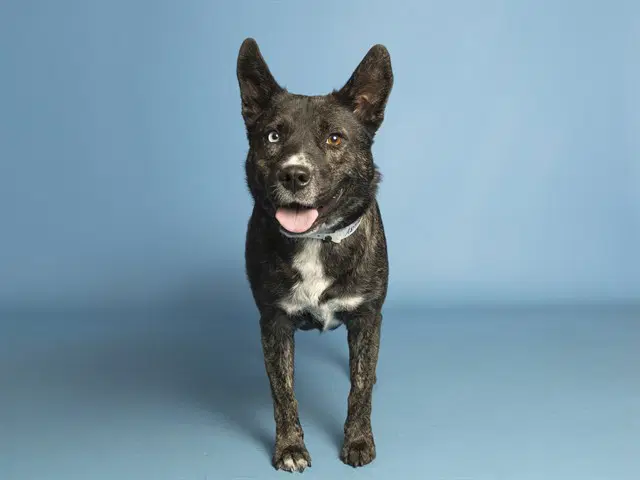 Lulu - Australian Cattle Dog/Blue Heeler