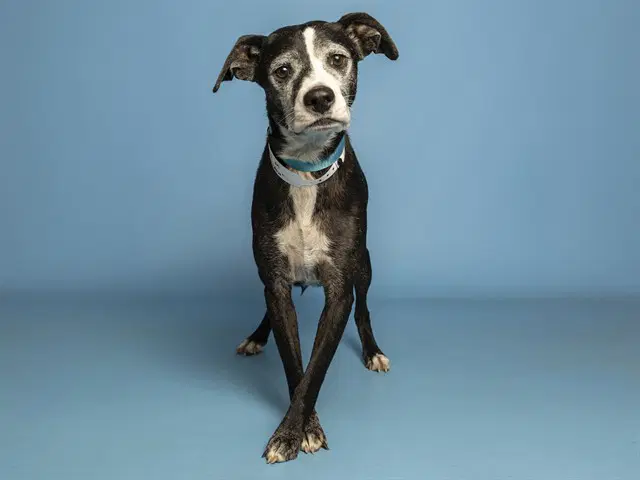 Shadow - American Pit Bull Terrier