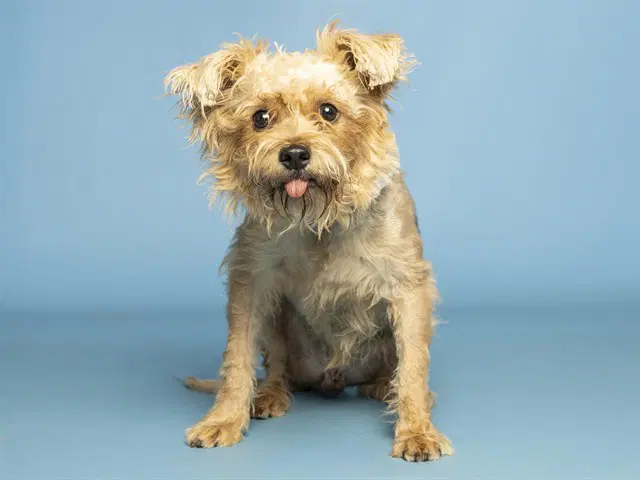 Ringo - Yorkshire Terrier Yorkie