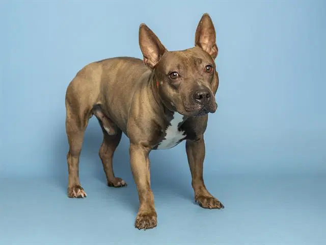 Shadow - American Pit Bull Terrier