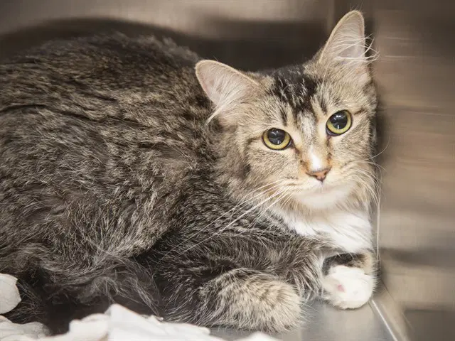 Arizona - Domestic Short Hair