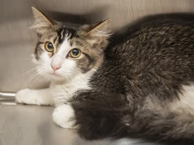 Baron - Domestic Short Hair