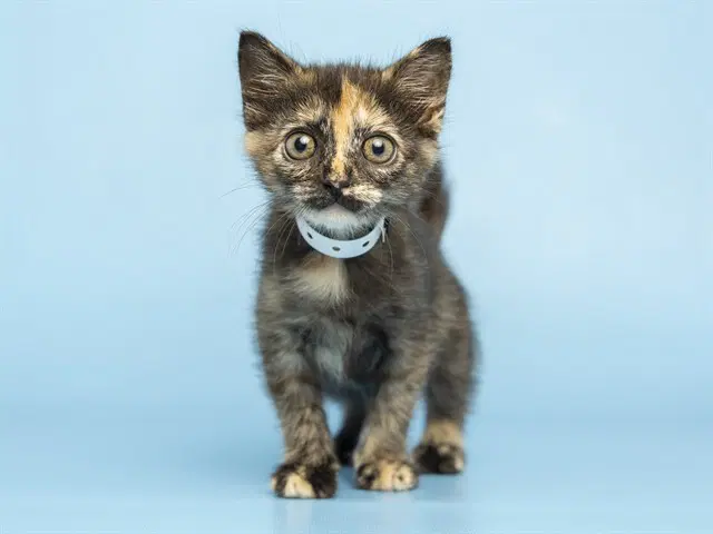 Sabrina - Domestic Short Hair