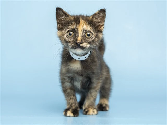 Sabrina
