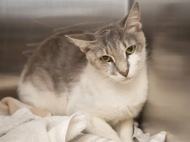 Chesley - Domestic Medium Hair