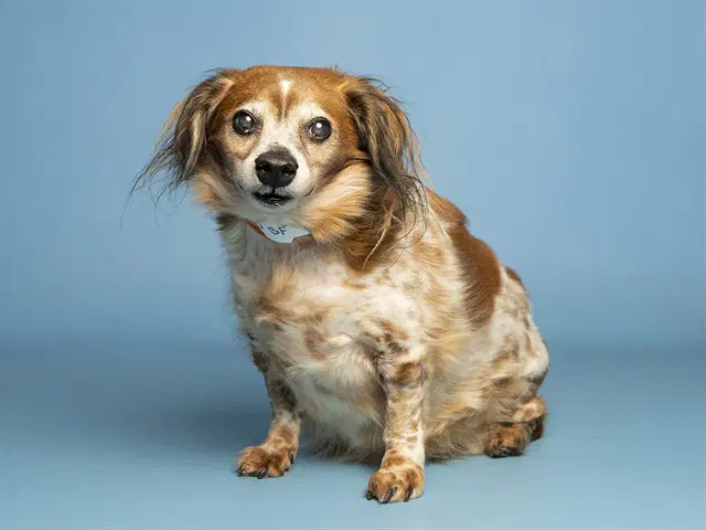 Sparkle Rose - Dachshund