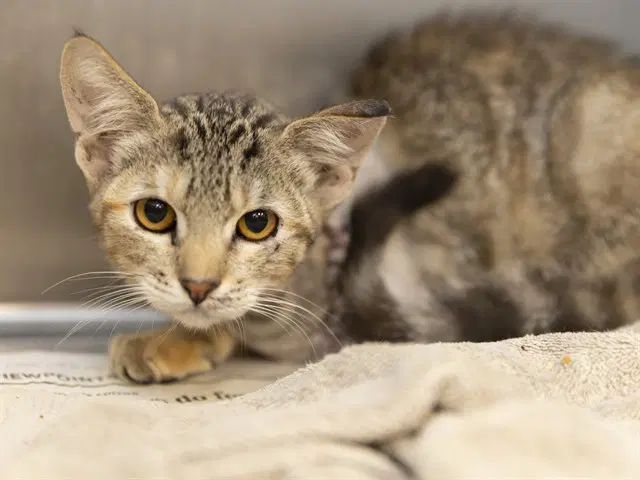 Pipsqueak - Domestic Short Hair