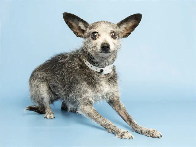 Crispy - Chihuahua