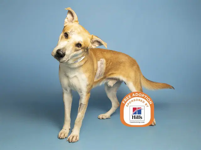 Chance - Carolina Dog