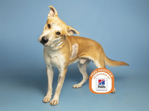 picture of the dog needing adoption