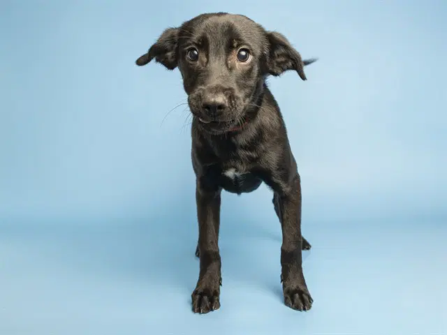 Daenerys - Chihuahua