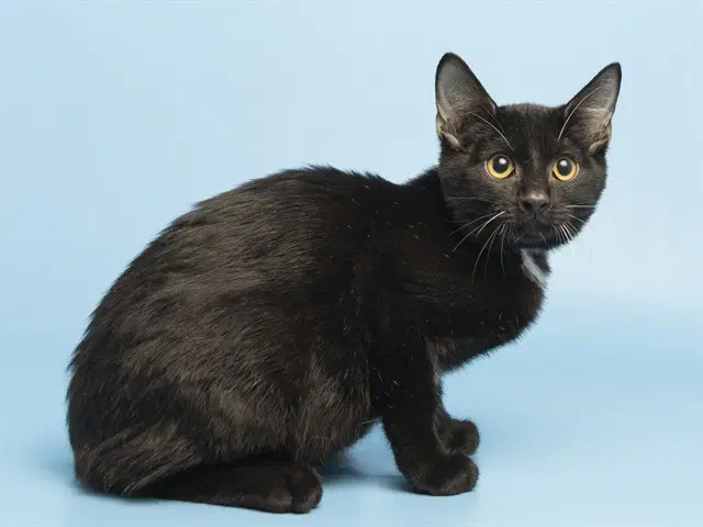Rudy - Domestic Short Hair