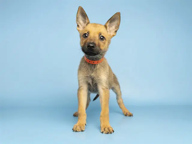 Sadie - German Shepherd Dog