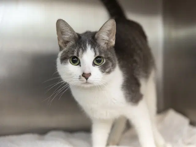 Minnow - Domestic Short Hair