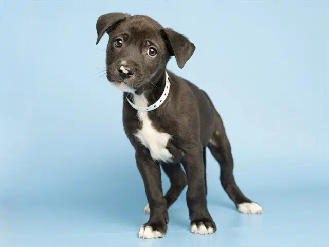 Enzo - American Pit Bull Terrier