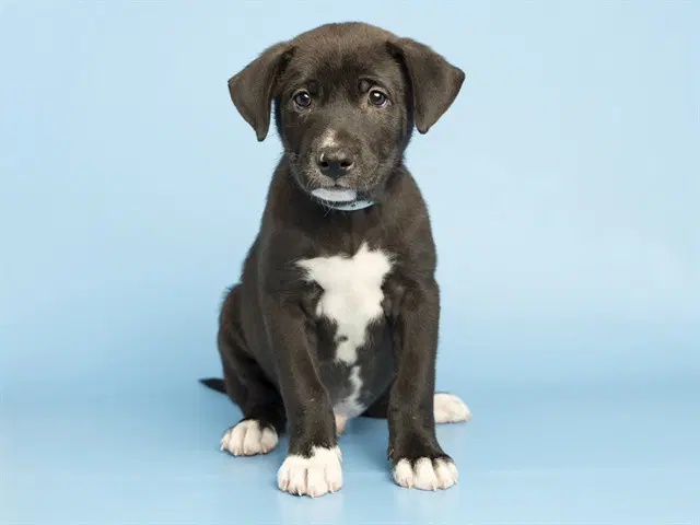 Tux - American Pit Bull Terrier