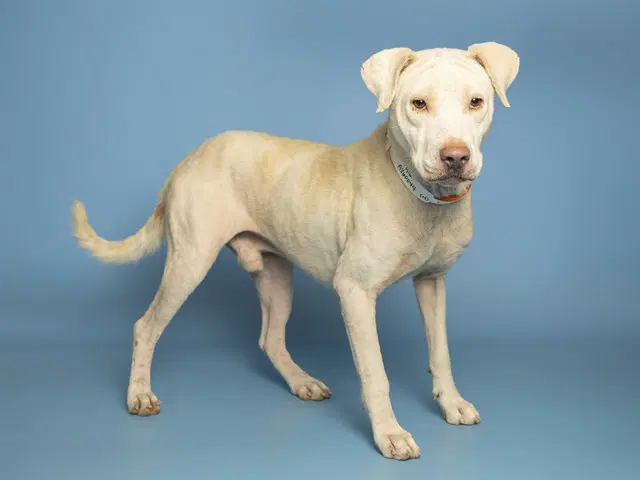 Milo - Labrador Retriever
