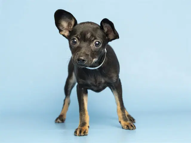 Pom Pom - Chihuahua