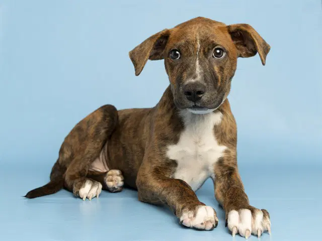 Forrest - American Pit Bull Terrier