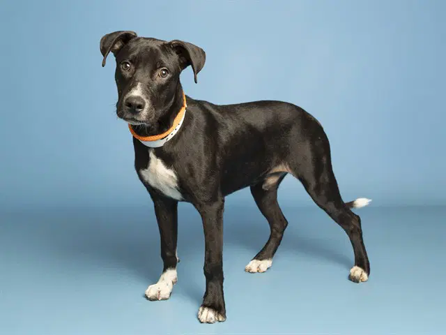 Fortune - Labrador Retriever