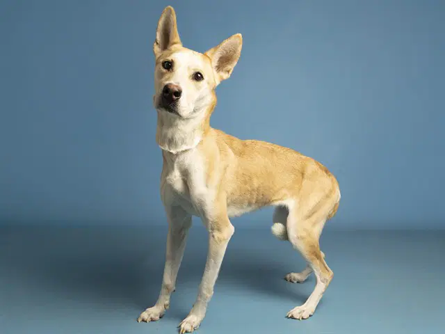Bagel - German Shepherd Dog