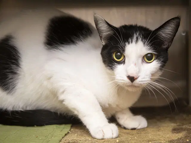 Unknown - Domestic Short Hair