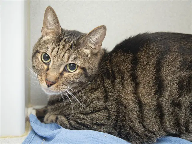 Houdini - Domestic Short Hair