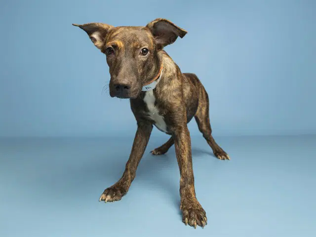 Yallo - American Pit Bull Terrier