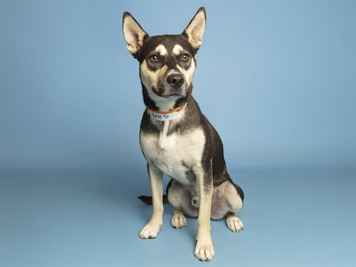 picture of the dog needing adoption