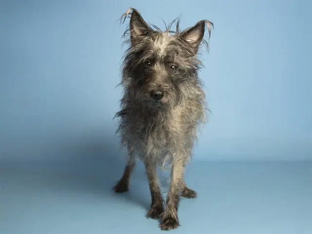 Minnie - Cairn Terrier