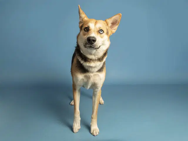 Taz - Husky