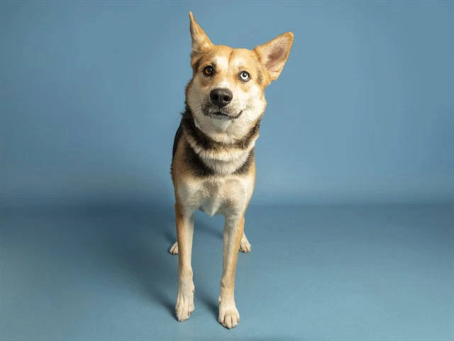 Taz