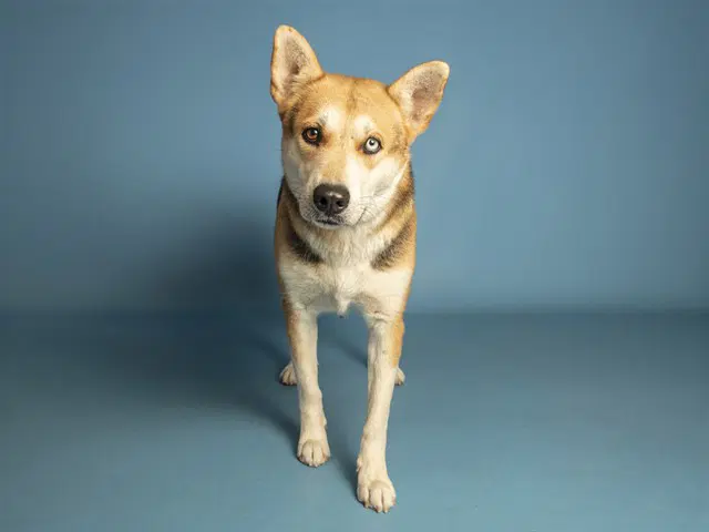 Gidget - Husky
