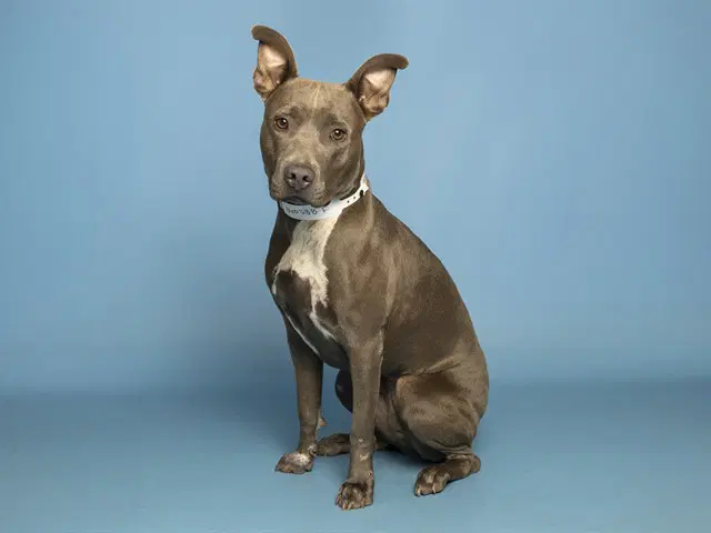 Liara - American Pit Bull Terrier