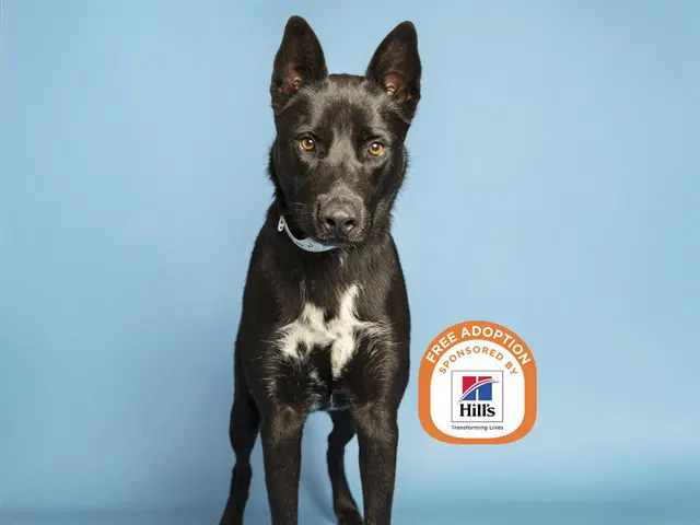 Amos - German Shepherd Dog
