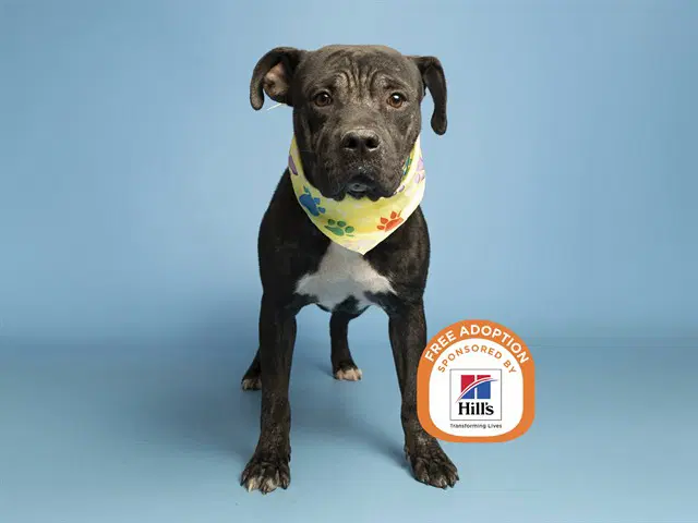 Rotisserie Chicken - American Pit Bull Terrier