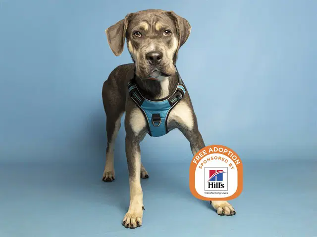 Nala - Cane Corso Mastiff