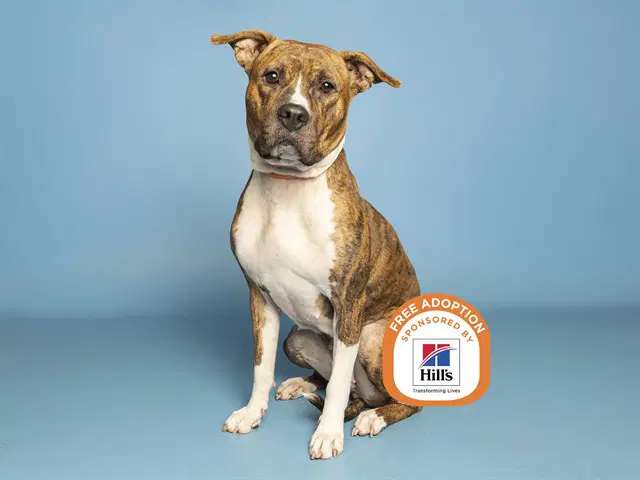 Princess - American Pit Bull Terrier